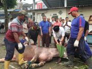 Teladani Ajaran Sunan Kudus, Universitas Muria Kudus Pilih Sembelih Kurban Kerbau