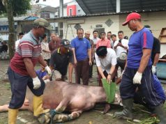Teladani Ajaran Sunan Kudus, Universitas Muria Kudus Pilih Sembelih Kurban Kerbau