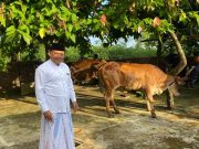 Nuansa Kerukunan Umat Beragama Nampak Kental di Desa Bucu saat Idul Kurban