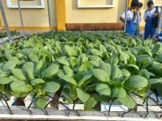 Latih Kemandirian Siswa, SMA Negeri Mayong Jepara Panen Sawi Hidroponik