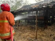 Terjadi Lagi, Api Bludukan Membakar Kandang Ternak