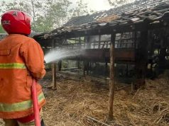 Terjadi Lagi, Api Bludukan Membakar Kandang Ternak