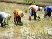 Sukra Mangkara, Tahun Udang Pertanda Banyak Hujan
