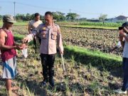 Kapolsek Pulokulon Pimpin ‘Gropyokan Tikus’, 600 Ekor Berhasil Dibasmi Demi Ketahanan Pangan