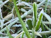 Dieng Membeku, Muncul Embun Es, Suhu Bisa Capai Minus 2 Hingga Minus 4 Derajat Celsius