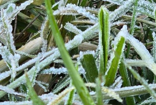Dieng Membeku, Muncul Embun Es, Suhu Bisa Capai Minus 2 Hingga Minus 4 Derajat Celsius
