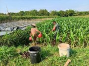 Musim Kemarau di Blora, Warga Genjahan Siram Tanaman Jagung Pakai Ceret