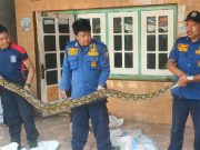 Ular Sanca Panjang 5 Meter Melintas di Jalan Gegerkan Warga