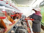 PNM Bagikan Ratusan Ayam, Dorong Pemberdayaan Ketahanan Pangan