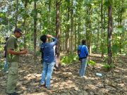 Kolaborasi UGM dan Perhutani, Satelit Citra Bantu Hitung Biomassa Hutan Jati