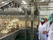 Komisi B DPRD Kudus Sidak Rumah Potong Unggas, Pastikan Sesuai Standar Jaminan Produk Halal