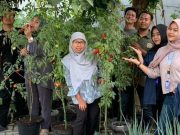 Mahasiswa KKN USM Beri Pendampingan Pengelolaan Taman Toga