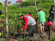 Hutan Mangrove Tambakrejo Jadi Ekowisata Baru di Semarang