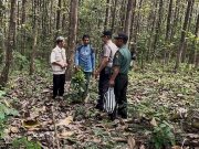 Antisipasi Pencurian Kayu dan Pembakaran Hutan, Petugas Jagawana Patroli Intensif di BKPH Juworo
