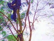 Atlet Paralayang Gagal Mencapai Titik Pendaratan, Temangsang di Pucuk Pohon