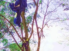 Atlet Paralayang Gagal Mencapai Titik Pendaratan, Temangsang di Pucuk Pohon