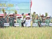 Pangdam Panen Padi di Adimulyo, Hasilkan 6 Ton/Hektare