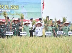 Pangdam Panen Padi di Adimulyo, Hasilkan 6 Ton/Hektare
