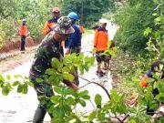 Pohon Lapuk Mengancam Keselamatan Pemakai Jalan