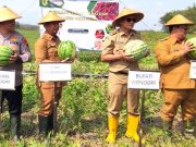 Dukung Ketahanan Pangan Nasional, Water Melon Dipanen Cabe Ditanam