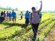 Tanam Jagung di Lahan Pasang Surut, Dukung Swasembada Pangan Nasional