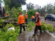 Puting Beliung di Grobogan: Pohon Tumbang Timpa Truk, BPBD Evakuasi Cepat