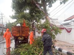 Dahan Pohon Banyak yang Patah, Akibat Hujan Deras Disertai Angin Kencang