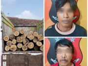 Polres Sragen Ungkap Kasus Pembalakan Liar di Hutan Jenar, Dua Tersangka Diamankan