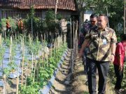 Blora Luncurkan Gerakan Tanam Cabai untuk Ketahanan Pangan dan Kendali Inflasi