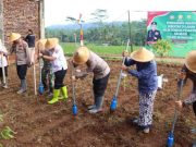 Tanam Jagung di Pesantren, Polres Wonosobo Gaungkan Ketahanan Pangan Nasional