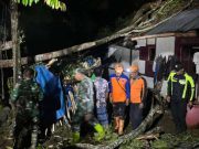 Tertimpa Pohon Petai Roboh, Rumah Warga di Gondang Rusak Parah