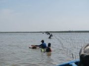 Indonesia Indah Foundation Tanam 50 Ribu Mangrove di Pesisir Brebes