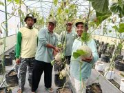 Wisata Petik Melon di Kembaran Kalikajar, Warga Antusias Panen Langsung dari Pohon
