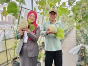 Camat Kalikajar Apresiasi Wisata Petik Melon di Desa Kembaran