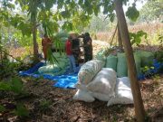 Petani Warga Jiworejo Jiken Blora Kini Gunakan Mesin Pemerontok Jagung untuk penanganan Pascapanen
