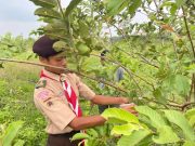 Sinergi Perhutani Purwodadi, LMDH, dan Pramuka: Tanam Ribuan Jambu Kristal dan Alpukat