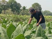 Musim Tembakau Kali Ini Jadi Ujian Berat bagi Petani Blora