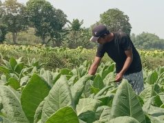 Musim Tembakau Kali Ini Jadi Ujian Berat bagi Petani Blora