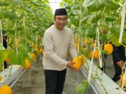 Koperasi Waras Panen Melon yang Ditanam di ‘Roof Top’ RSUD Sragen