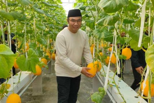 Koperasi Waras Panen Melon yang Ditanam di ‘Roof Top’ RSUD Sragen