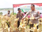 Panen Jagung Serentak di Blora, 0,6 Hektar Hasilkan 3 Ton