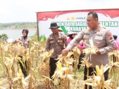 Panen Jagung Serentak di Blora, 0,6 Hektar Hasilkan 3 Ton