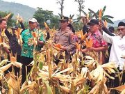 Sekolah Lapang Tematik Pertanian untuk Peningkatan Komoditas Jagung