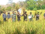Melalui FFD, Petani Dibimbing Tanam Padi Sistem Jajar Legowo