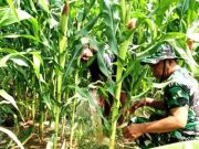 Personel TNI Aktif Melakukan Pendampingan Petani Jagung