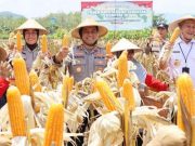 Kapolres Bersama Dandim dan Bupati Pimpin Panen Raya Jagung
