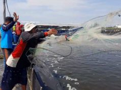 Harga Udang Vaname di Brebes Turun