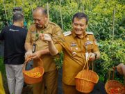 Pastikan Pasokan Cabai Aman, Inilah Upaya Pemprov Jateng dalam Membantu Petani