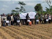 Dukung Ketahanan Pangan, BUMDESMA Leksono Wonosobo Lakukan Gerakan Tanam Jagung Bersama