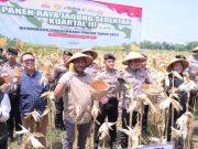 Dukung Polri dalam Program Ketahanan Pangan, Bulog Jateng Ikut Panen Raya Jagung